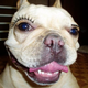 Illustration for article titled Fake Eyelashes on Pets Might Be a Thing